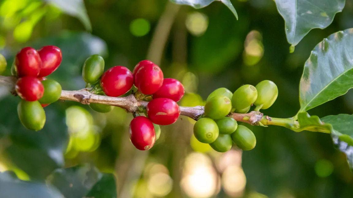 An den Sträuchern finden sich immer reife und unreife Kaffeekirschen. Geerntet werden sie, wenn sie rot sind. Foto: Catrin Hahn