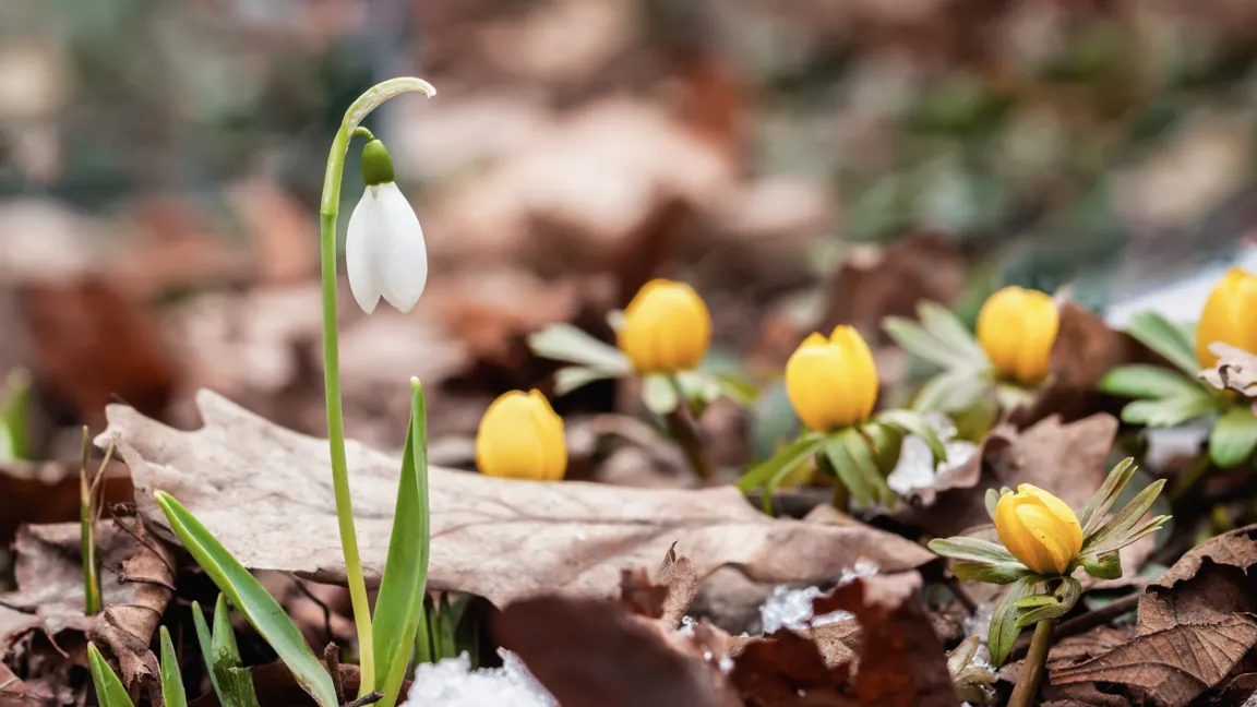 Schneeglöckchen und Winterlinge gehören zu den sehr früh blühenden Zwiebelblumen. Foto: iStock