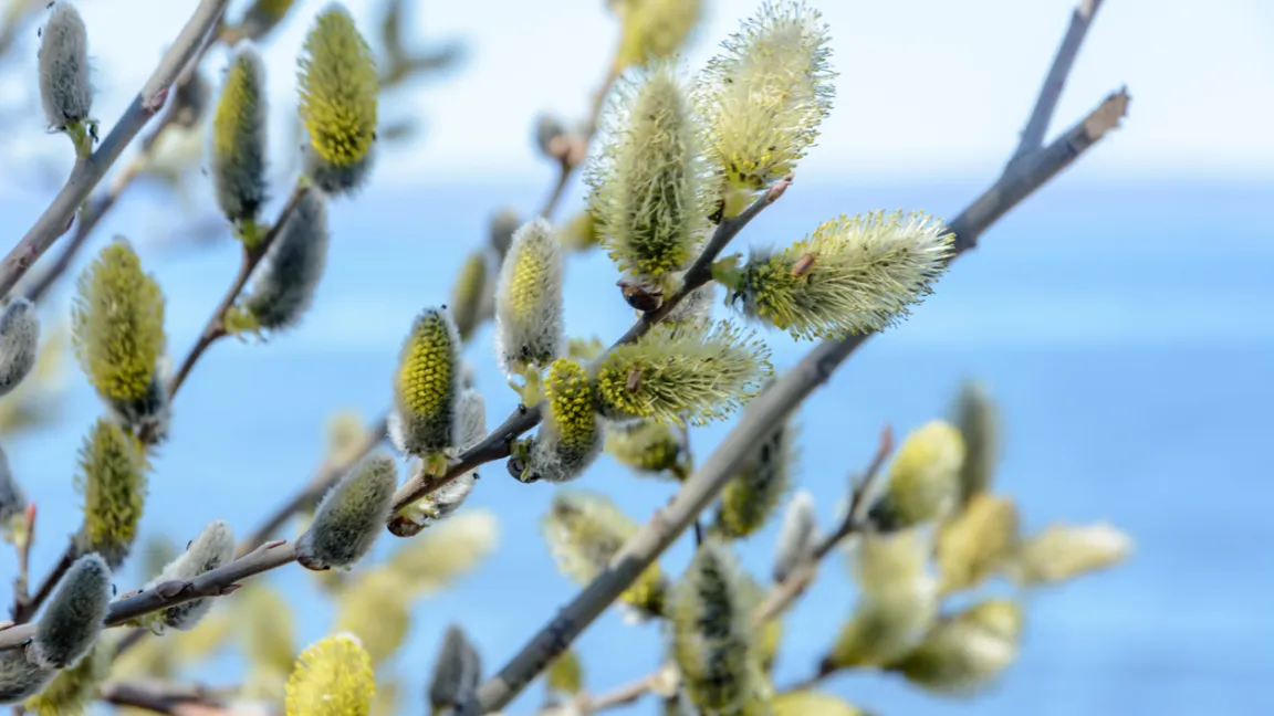Die Öhrchen-Weide trägt ihre Kätzchen, bevor die Blätter erscheinen. Foto: iStock