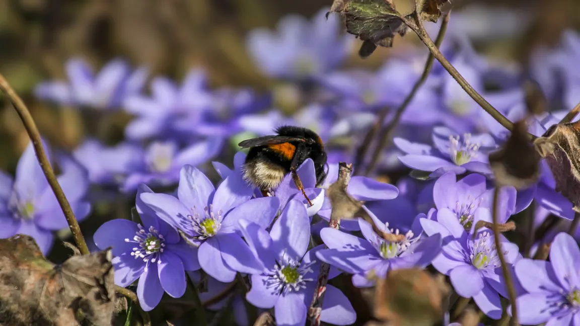 Das Leberblümchen ist eine heimische Waldstaude und bei Wildbienen beliebt. Foto: iStock