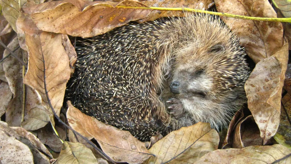 In der kalten Jahreszeit halten Igel Winterschlaf. Foto: iStock