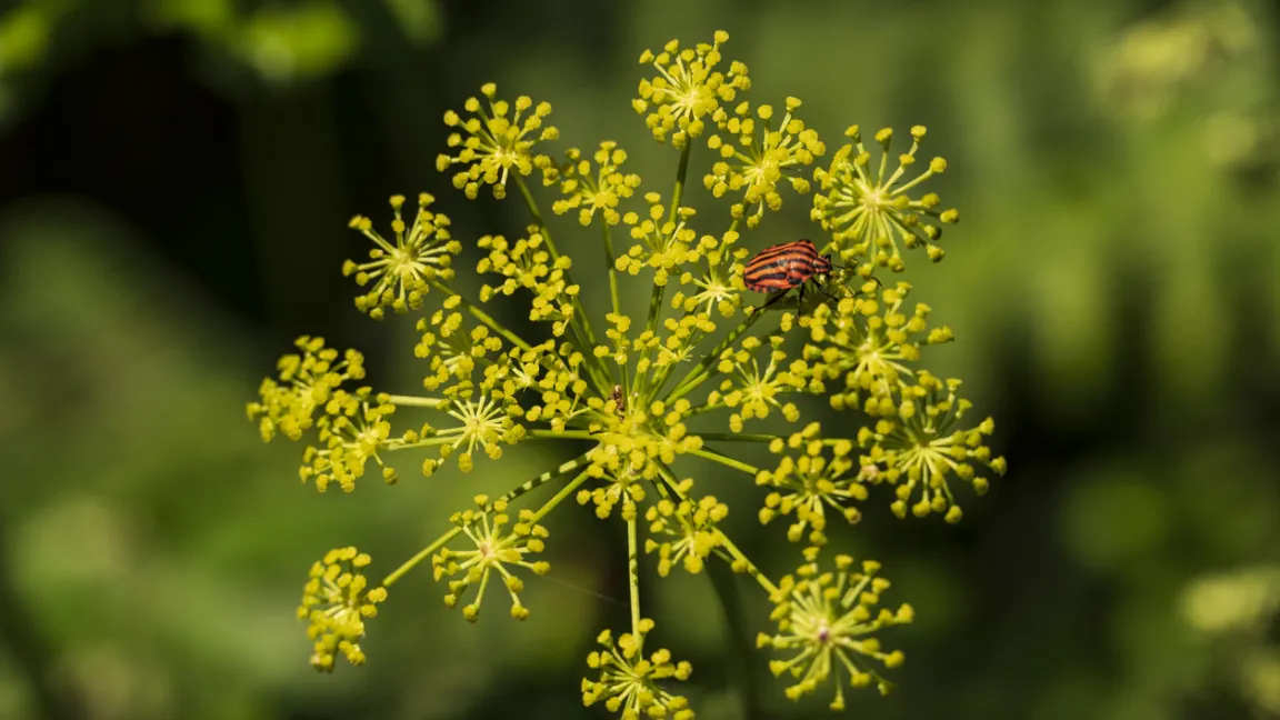 Auch die Urform der Pastinake gehört zu den Doldengewächsen und blüht gelb. Foto: iStock