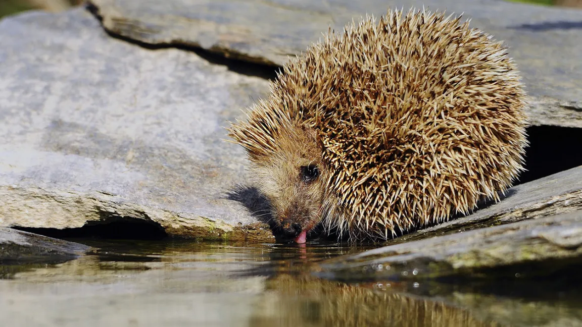Wer einen Teich hat, kann mit einem flachen Zugang für eine natürliche Wasserstelle sorgen. Foto: iStock
