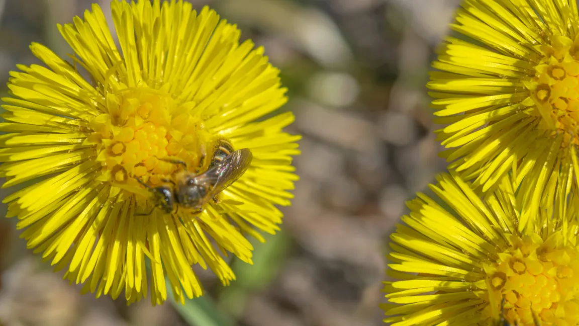 Huflattich ist Heil- und Nutzpflanze sowie Futterpflanze für Bienen. Foto: iStock