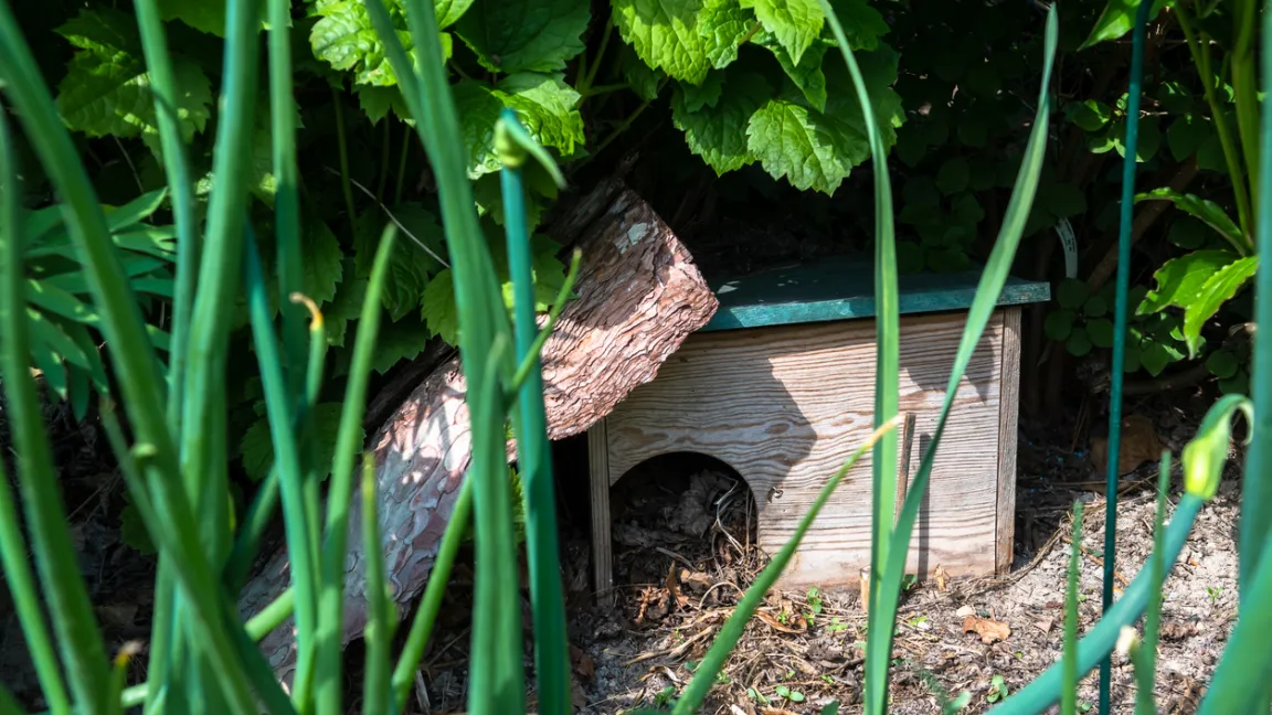 Auch Igelhäuser werden gerne angenommen. Foto: iStock