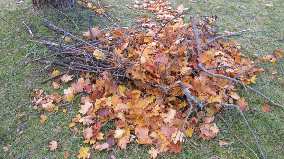 Ideale Winterquartiere für Igel sind Haufen aus Laub und Reisig. Foto: iStock