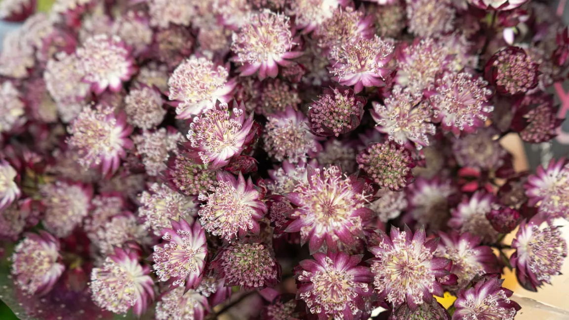 Sterndolden sind gut als Trockenblumen geeignet. Foto: iStock