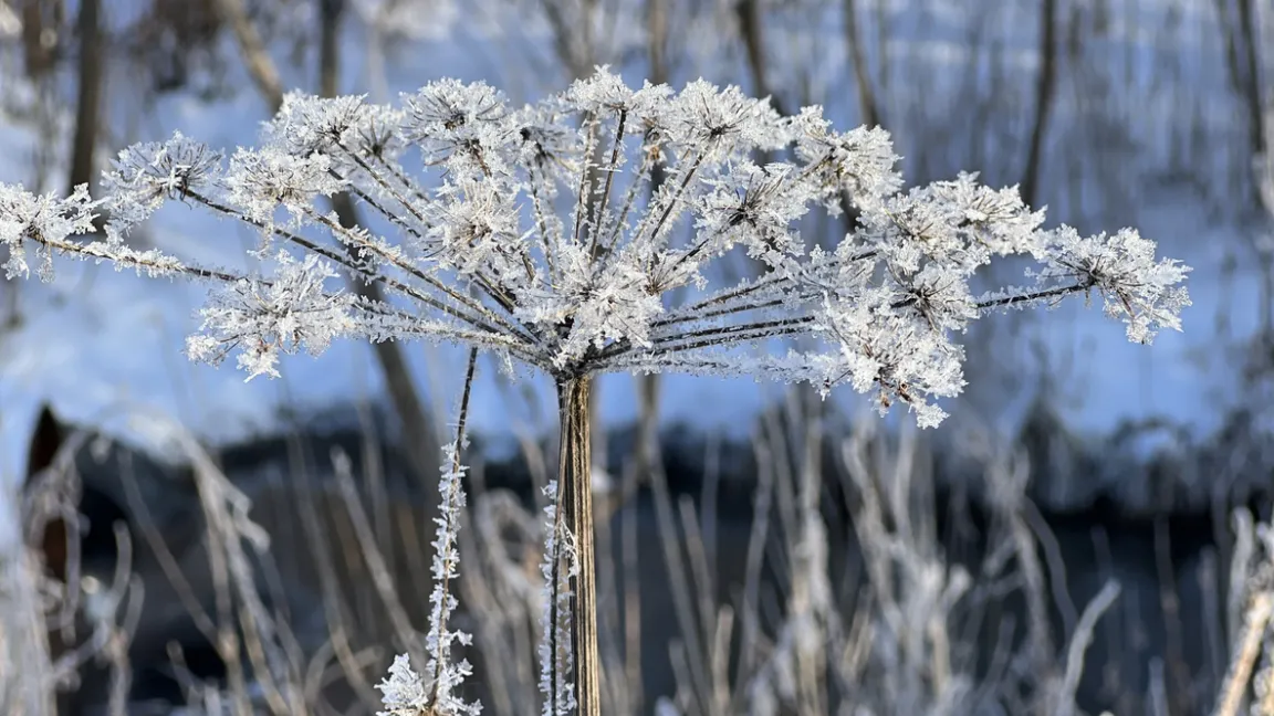 Die Samenstände der Doldenblütler sind im Winter hübsch anzusehen. Foto: iStock