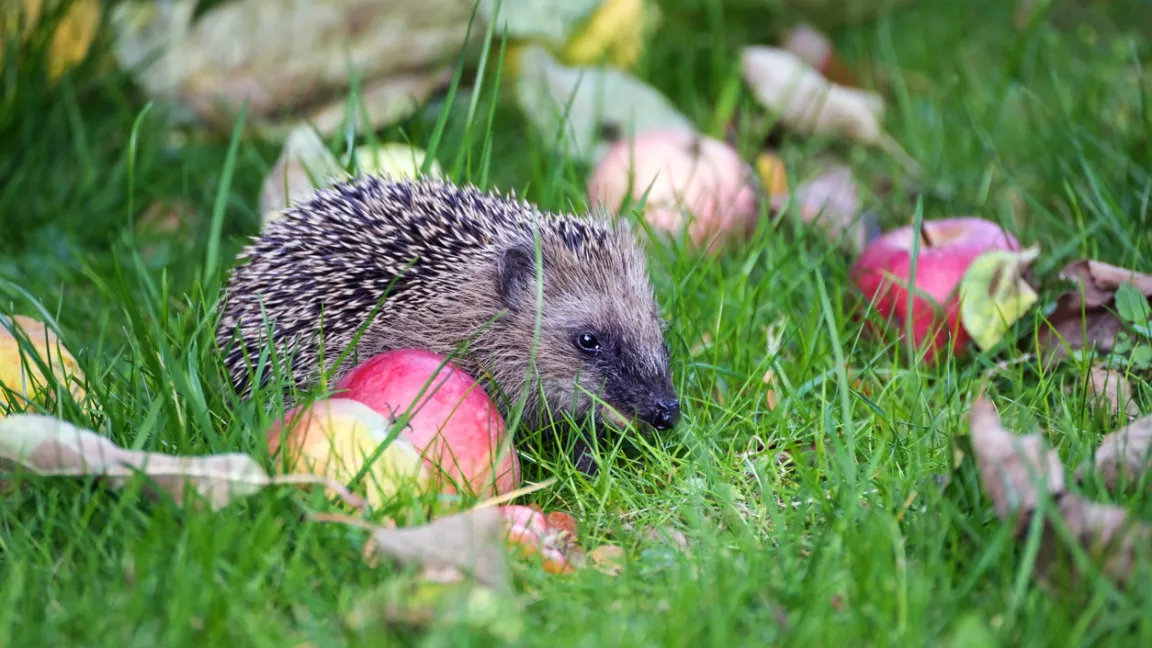 Ein naturnaher Garten bietet Lebensraum für Igel. Foto: iStock