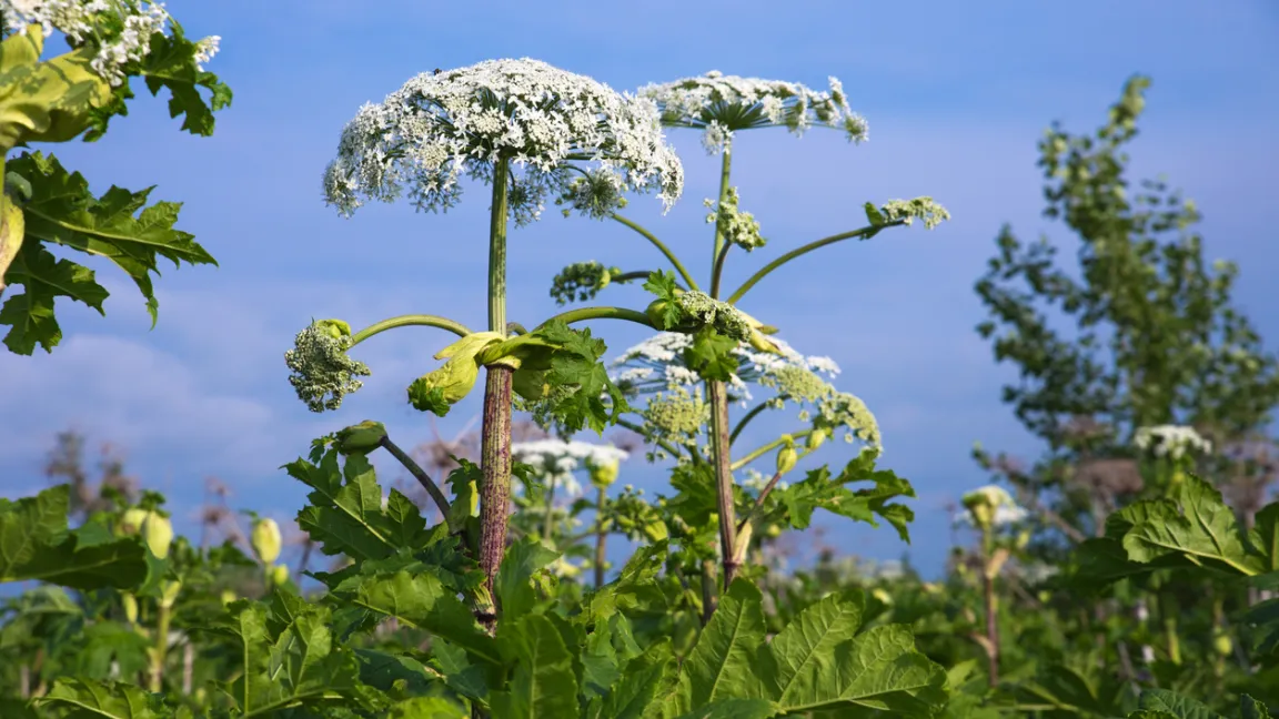 Imposant, aber auch sehr giftig: Der Riesen-Bärenklau. Foto: iStock