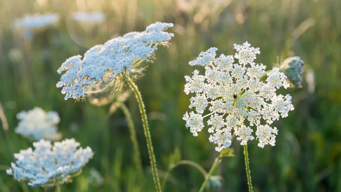 Die Wilde Möhre bildet dekorative Blütenschirme. Foto: iStock