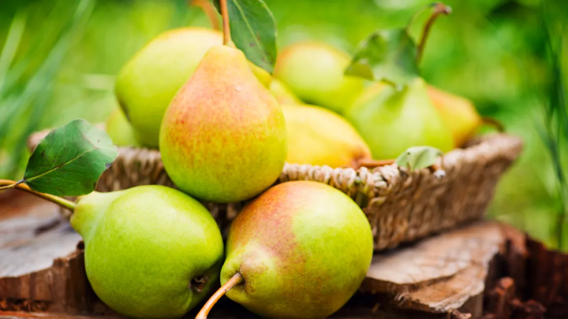 Im Herbst haben Birnen Saison. Foto: Shutterstock
