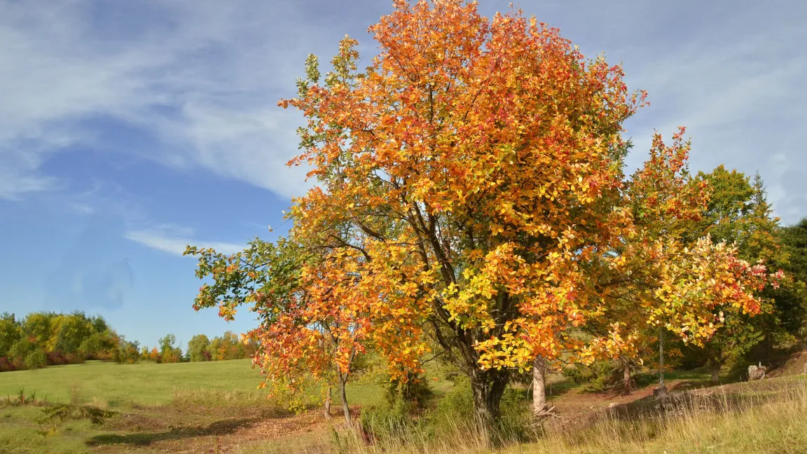 Die Echte Mehlbeere ist Baum des Jahres 2024. Foto: Jürgen Blümle