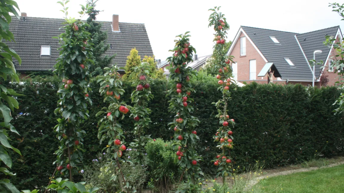 Säulenäpfel wachsen schlank, sind leicht zu pflegen und liefern leckeres Naschobst im Garten. Foto: Heinrich Beltz