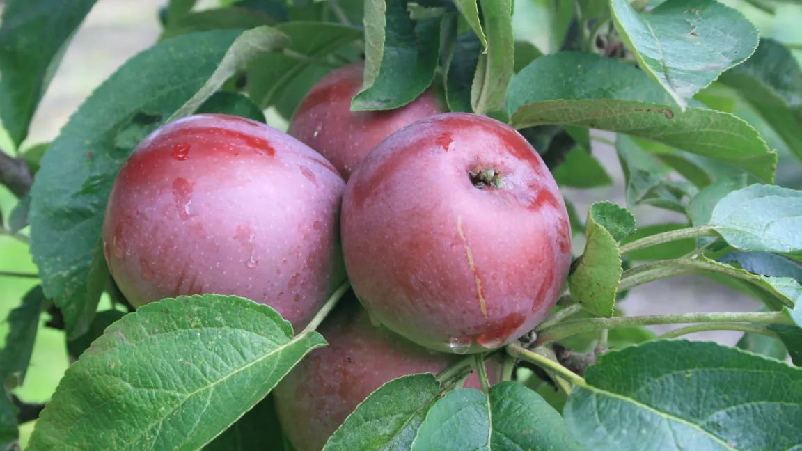 Die Sorten stammen alle von einer natürlichen Mutation ab, die als 'McIntosh Wijcik' bezeichnet wird. Foto: Heinrich Beltz