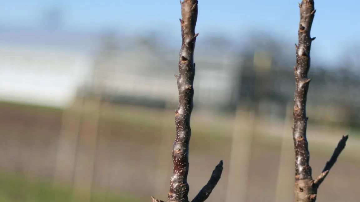 Säulenäpfel zeichnen sich durch einen besonders engen Knospenabstand und eine geringe Verzweigung aus. Foto: Heinrich Beltz