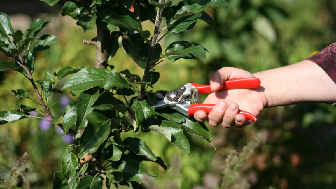 Die Pflegemaßnahmen sind einfach: Im Sommer oder Winter werden die wenigen Seitenzweige stark eingekürzt. Die Mitte bleibt normalerweise ungeschnitten. Heinrich Beltz