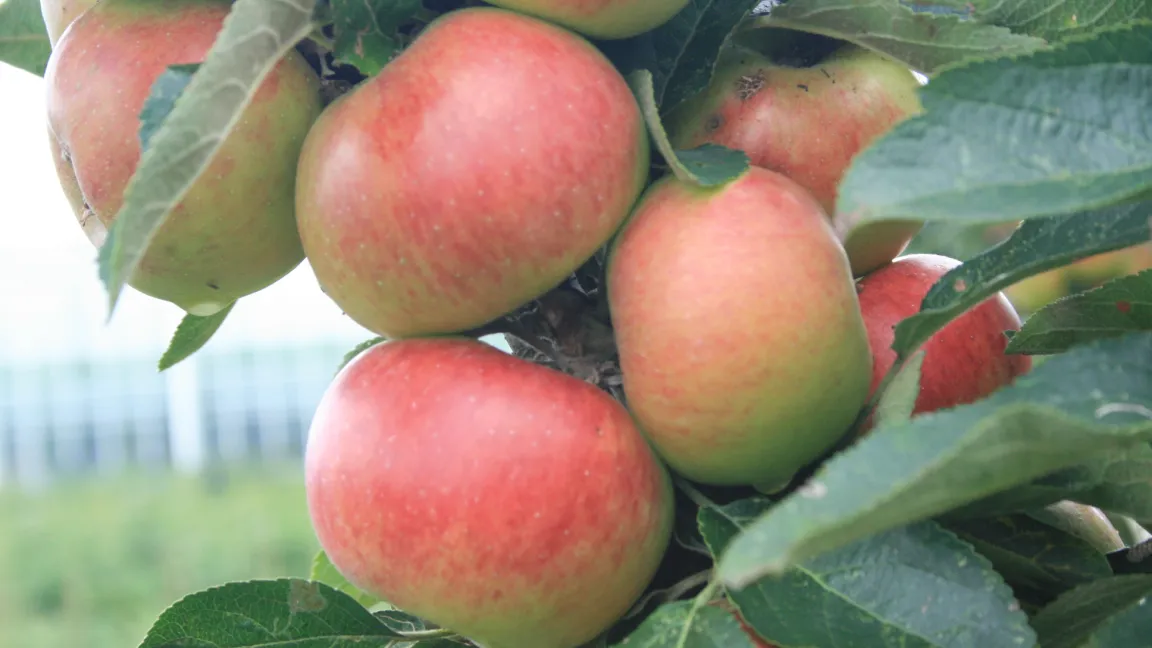 Häufig setzen die Bäume so reich Früchte an, dass es empfehlenswert ist, einen Teil von ihnen im Frühsommer auszudünnen. Foto: Heinrich Beltz