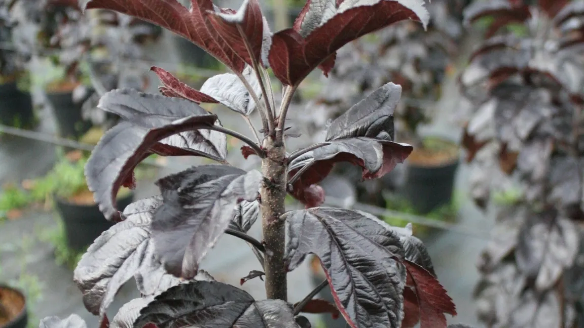 Neben den Fruchtsorten gibt es auch reine Ziersorten von Säulenäpfeln wie 'Aros', den dunkelrotes Laub schmückt. Foto: Heinrich Beltz