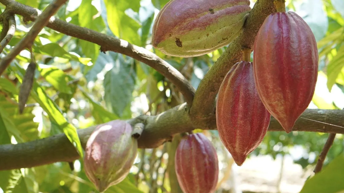 Die Früchte wachsen direkt am Stamm oder an den dickeren Seitenästen des Kakaobaums. Von der Blüte bis zur Ernte vergehen fünf bis acht Monate. Foto: xlike 33 / Pixabay