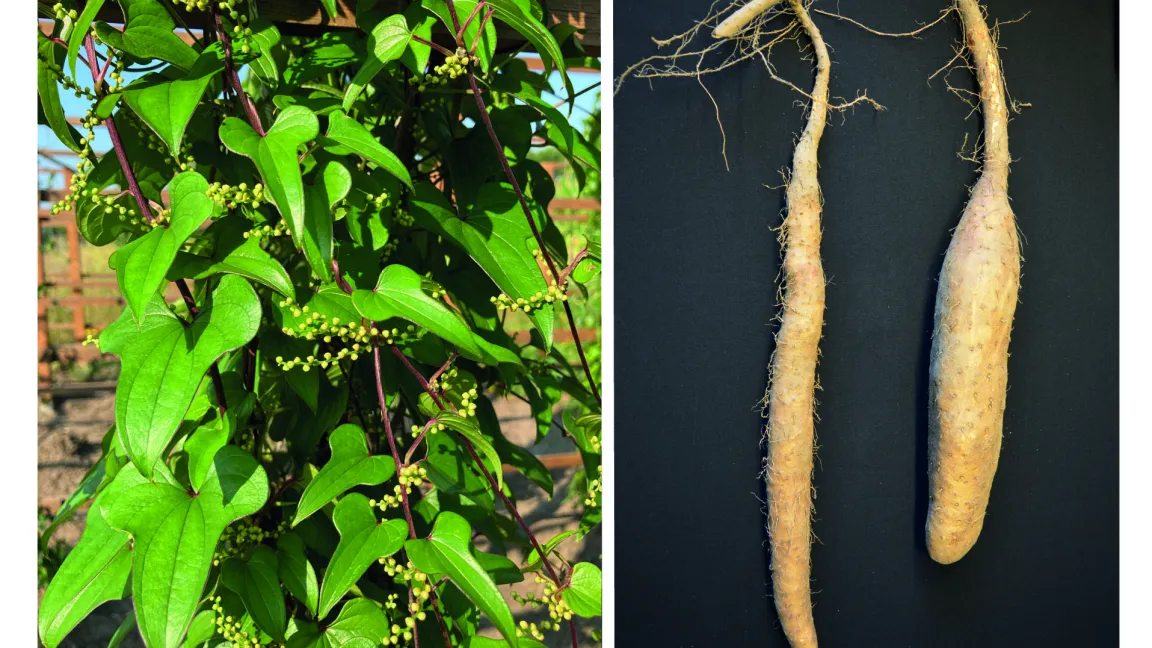 Links: Blätter und Blüten der Chinesischen Yams. Rechts: Die Knollen der Chinesischen Yams werden ungefähr einen halben Meter lang und mehrere Kilogramm schwer. Sie enthalten viel Stärke, ihr leicht süßlicher Geschmack erinnert an Esskastanien oder Süßkartoffeln. Foto: Dr. Janina Epping/Universität Münster
