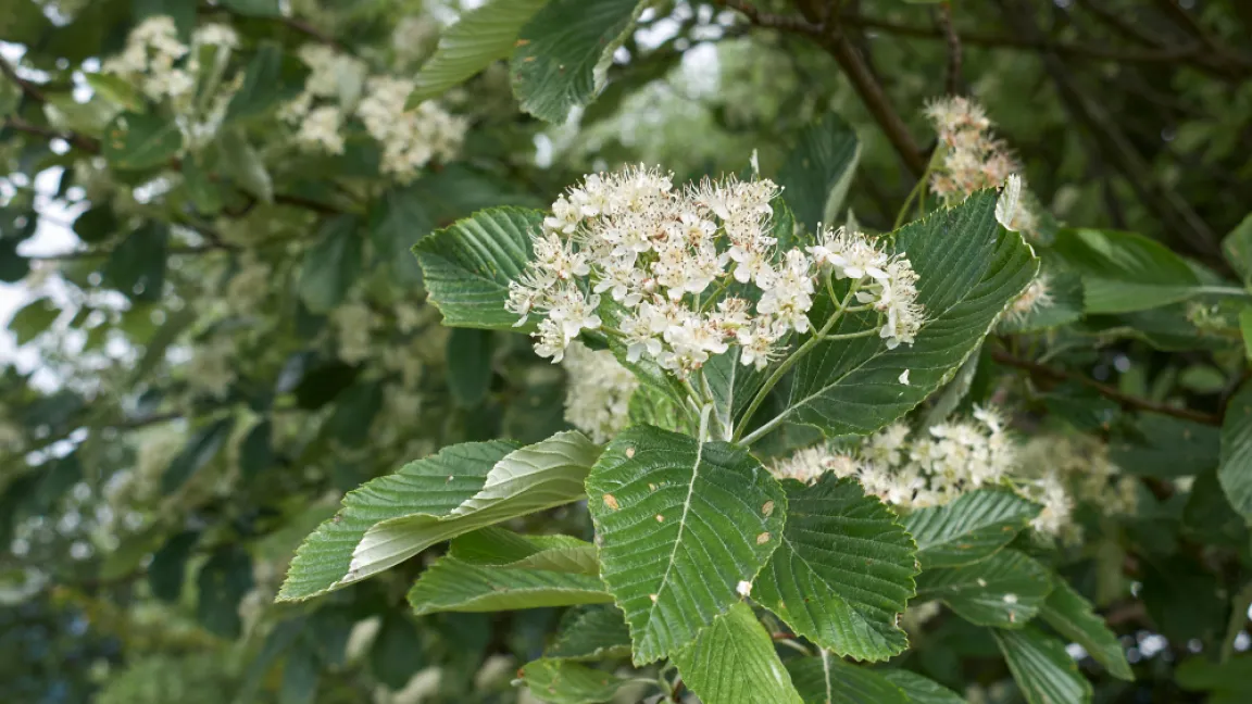 Die Blüten der Mehlbeere sind gute Nektar- und Pollenquellen für Insekten. Foto: Shutterstock