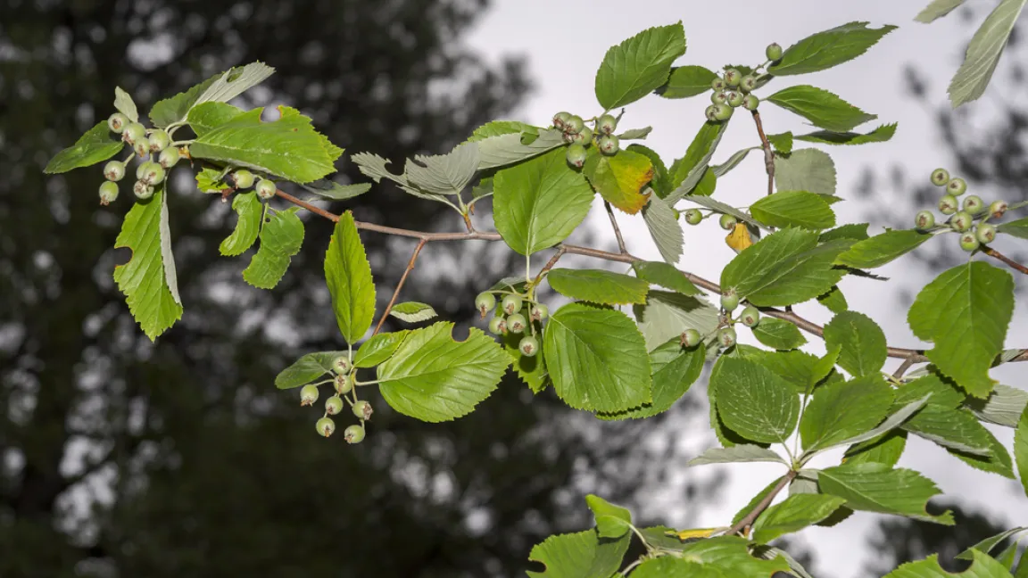 Aus den bestäubten Blüten entwickeln sich die Mehlbeeren, die später orange und danach leuchtend rot gefärbt sind. Foto: Shutterstock