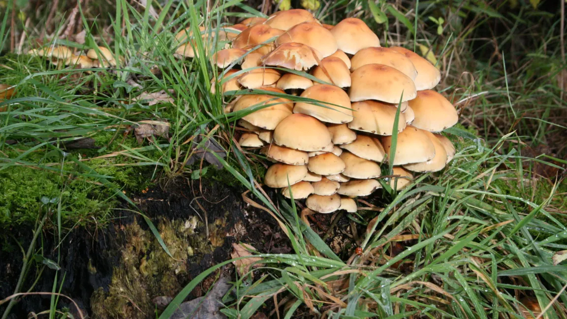 Hallimasch ist an seinen typischen Fruchtkörpern zu erkennen. Foto: Heinrich Beltz
