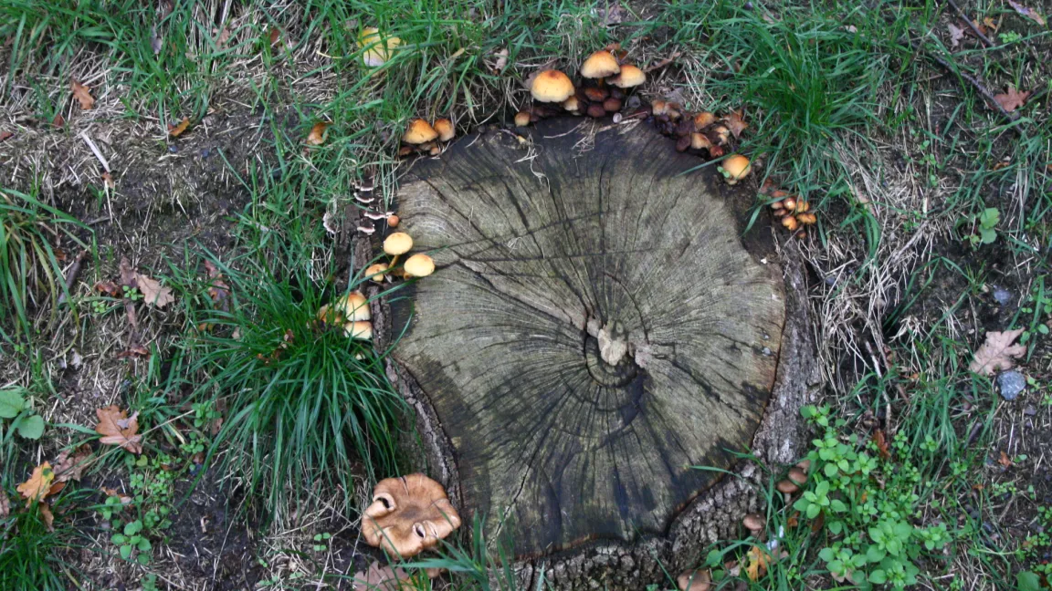 Hallimaschfruchtkörper treten häufig an Baumstümpfen in Erscheinung. Foto: Heinrich Beltz