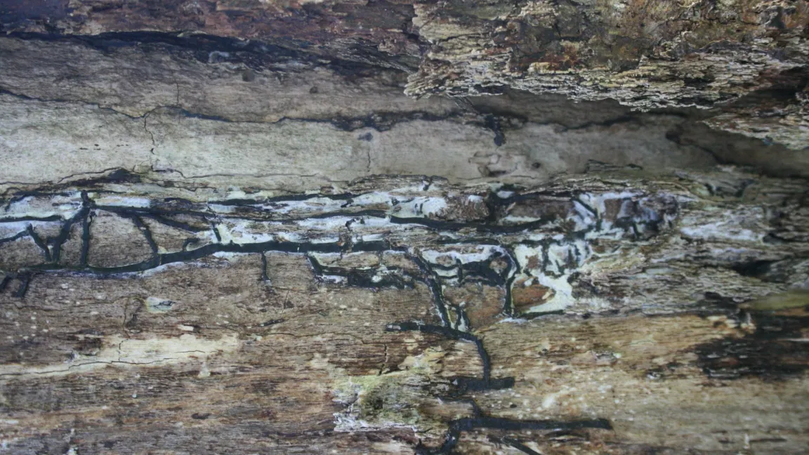 Unter der Rinde abgestorbener Bäume sind oft das angenehm pilzig riechende, weiße Myzel und die schwarzen Rhizomorphen des Hallimasch sichtbar. Foto: Heinrich Beltz