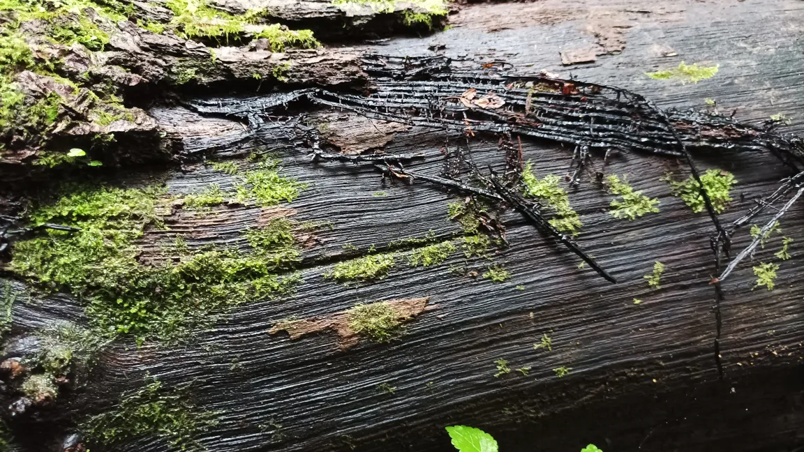 An diesem alten Baumstamm ist der weiße Myzelbelag längst verrottet, aber die schwarzen Rhizomorphen des Hallimasch-Pilzes sind noch zu erkennen. Foto: Heinrich Beltz