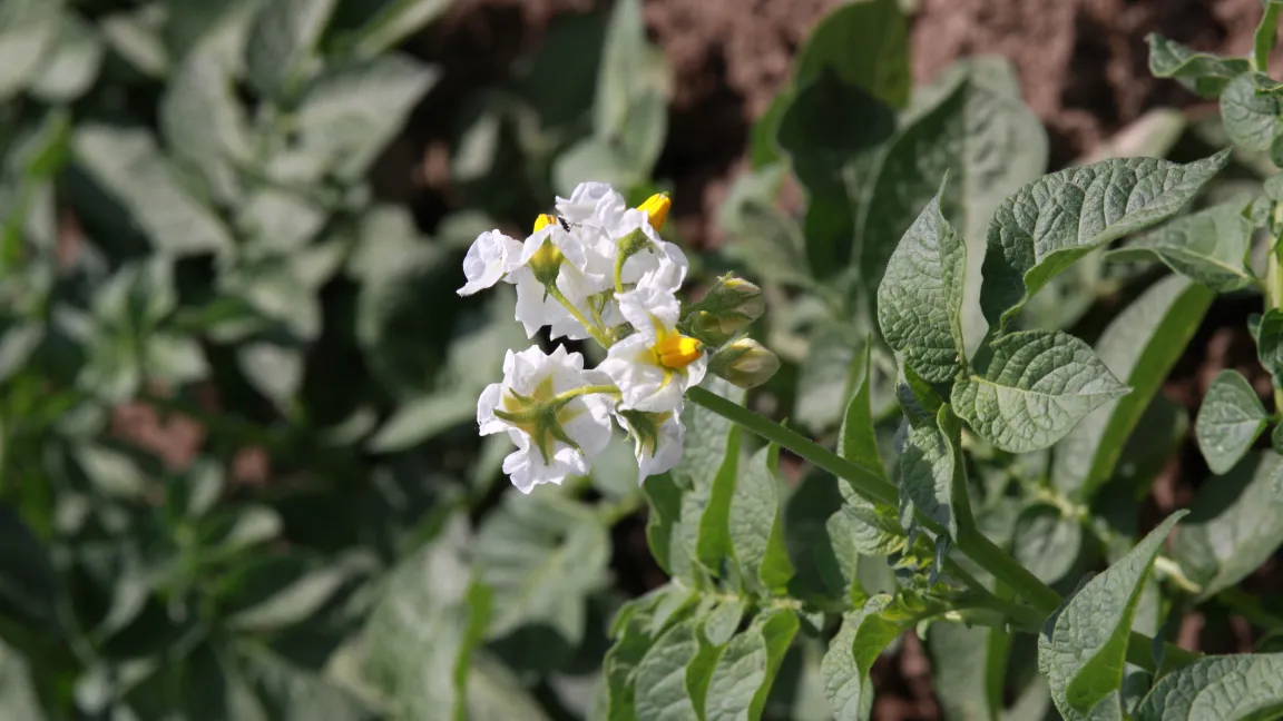 Kartoffeln müssen heute mehrmals gegen den Erreger der Kraut- und Knollenfäule behandelt werden. Resistente Sorten könnten diesen hohen Aufwand verringern helfen. Foto: Catrin Hahn