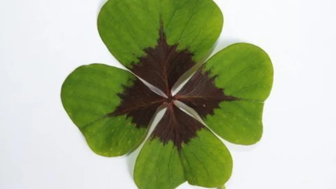 Nominiert in der Kategorie „Zimmer-/Kübelpflanzen“: der Glücksklee. Foto: Helge Masch