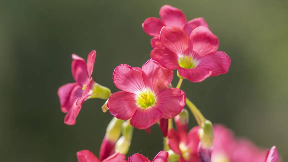 Die hübschen Blüten von Oxalis tetraphylla machen Pflanzenfans glücklich. Foto: iStock