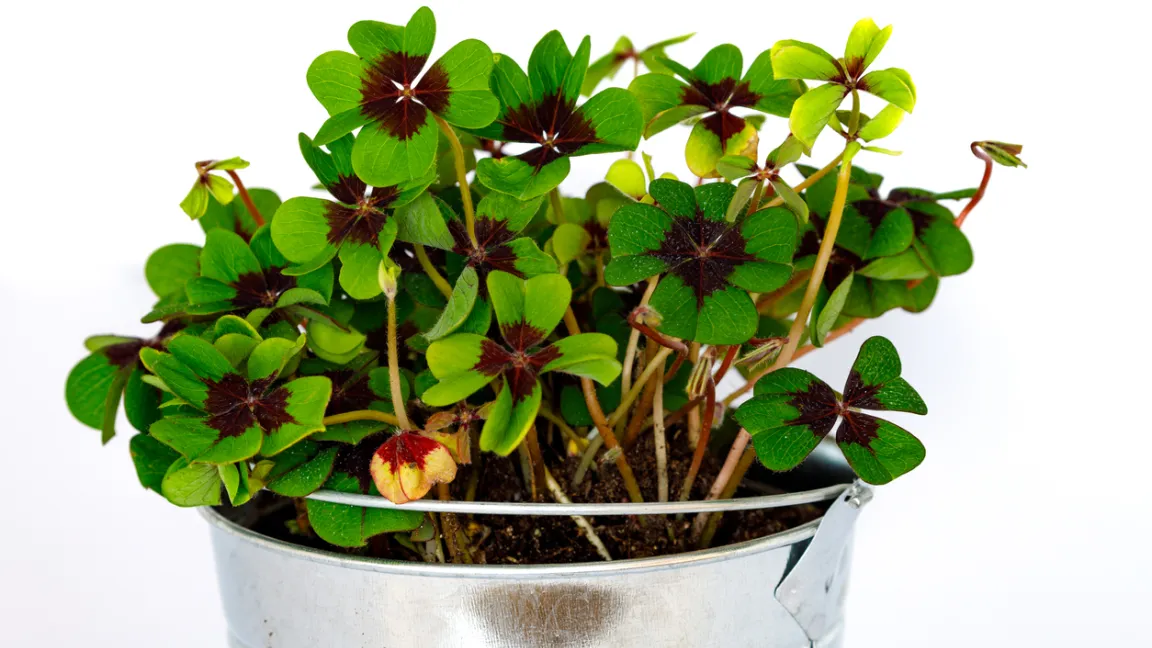 Glücksklee hat eigentlich nicht vier Blätter, sondern ein einziges, das viergeteilt ist. Foto: iStock