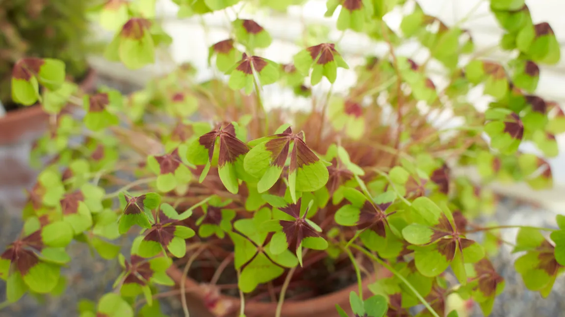 Der Glücksklee aus Südamerika fühlt sich im Sommer auch draußen wohl. Foto: iStock