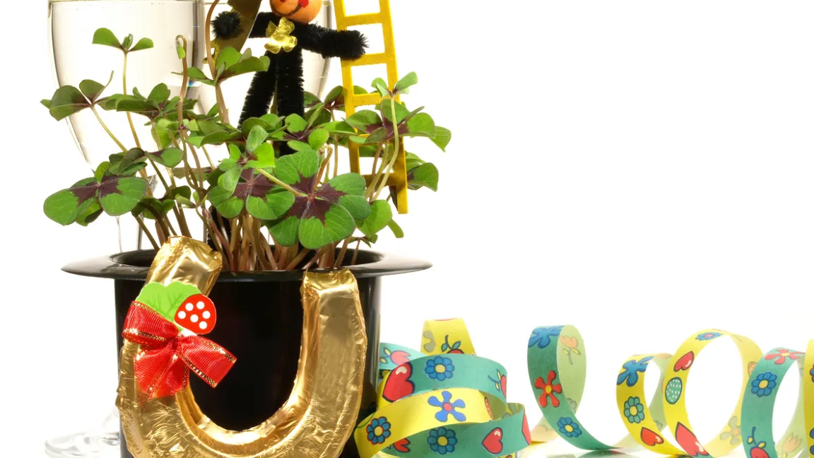 Ein beliebtes Mitbringsel an Silvester: der Glücksklee (Oxalis tetraphylla). Foto: iStock