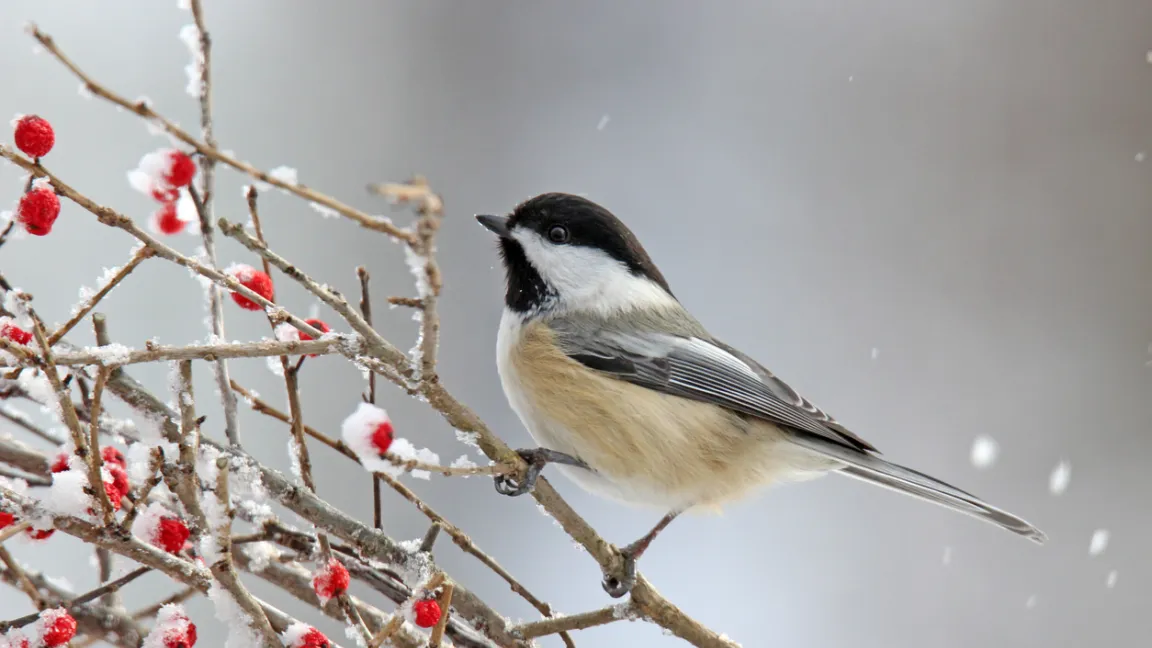 Wer Wildtieren etwas Gutes tun möchte, kann das mit artgemäßem Vogelfüttern im eigenen Garten tun. Foto: iStock