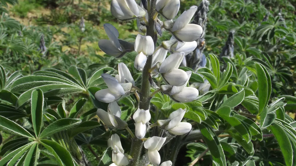 Es gibt die Weiße Lupine, die Gelbe Lupine und die Blaue Lupine. Foto: Wikipedia