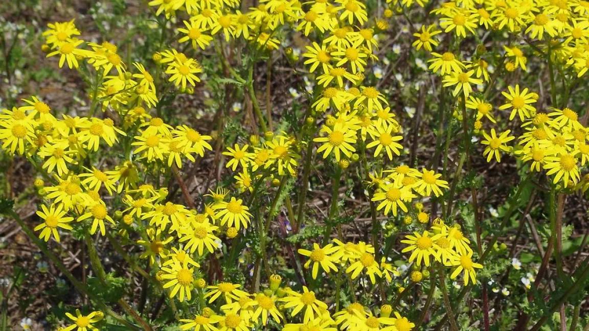 Nominiert in der Kategorie „Einjährige Pflanze“: das Jakobskreuzkraut. Foto: Helge Masch