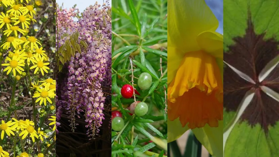 Die Kandidaten für die „Giftpflanze des Jahres 2024“. Foto: Helge Masch