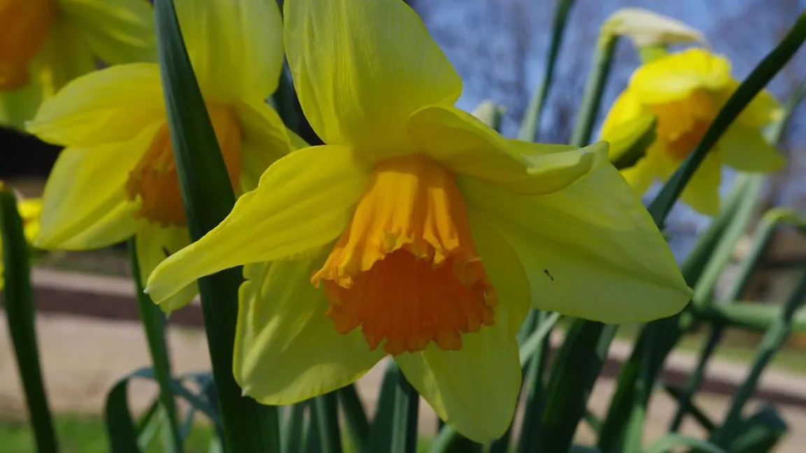 Nominiert in der Kategorie „Stauden“: Narzissen. Foto: Helge Masch