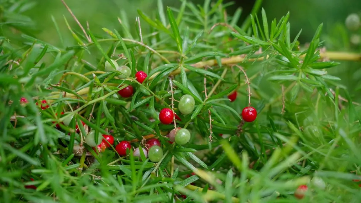 Nominiert in der Kategorie „Nahrungspflanzen“: Spargel. Foto: Helge Masch