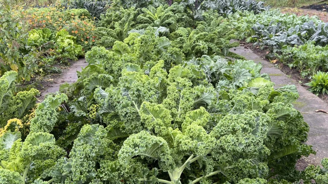 Mehr als 30 verschiedene Grünkohlsorten baut die Universität Oldenburg im „Land der Grünkohlliebhaber“ in Niedersachsen an. Foto: Universität Oldenburg