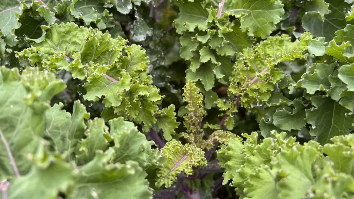Die krausen Grünkohlsorten schmecken bei Kälte noch kohliger, weil sie dann mehr Senfölglycoside produzieren. Foto: Universität Oldenburg