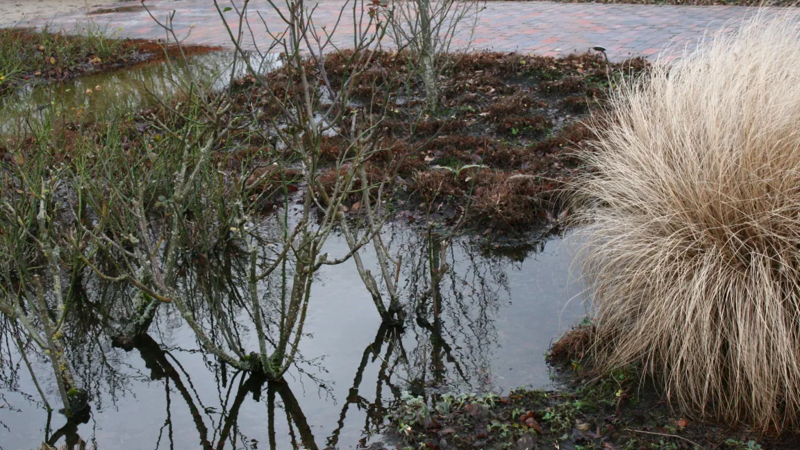 Wenn auf Beeten längere Zeit Wasser steht, droht Gefahr von Wurzelschäden für die Gartenpflanzen. Foto: Heinrich Beltz