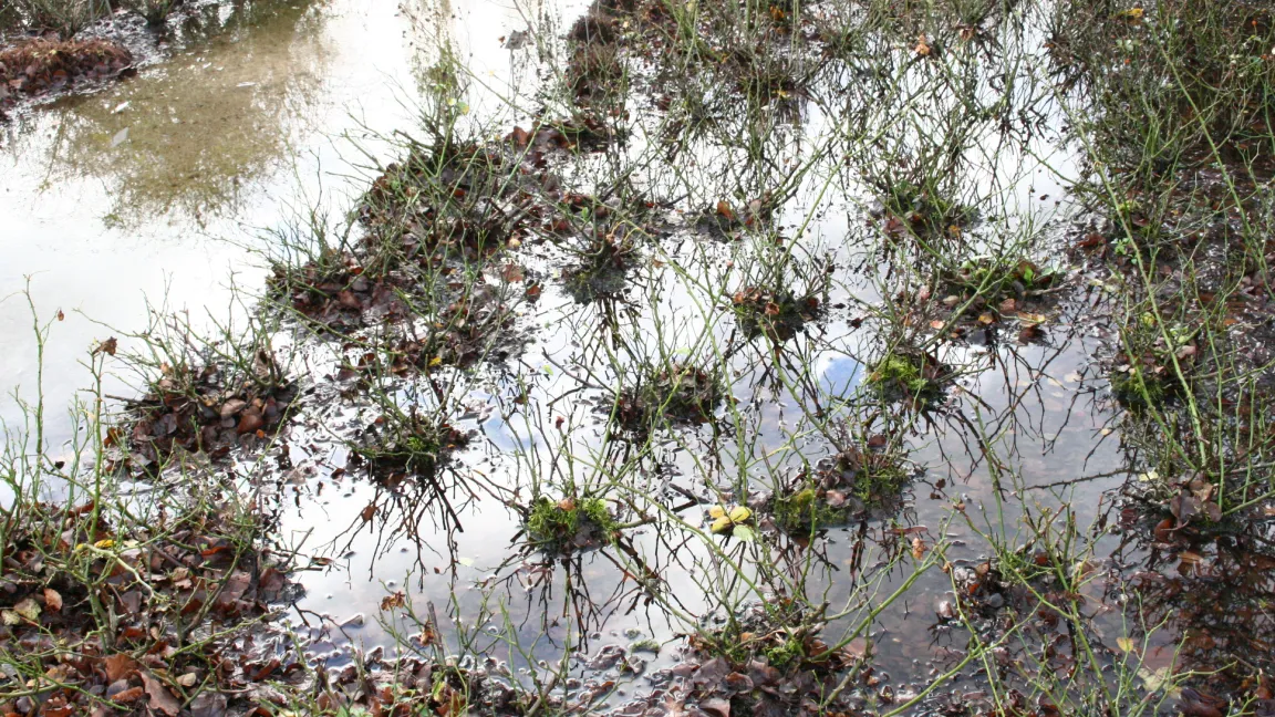 Inwieweit sich diese Rosen von einer Überflutung erholen, hängt von deren Dauer ab. Foto: Heinrich Beltz