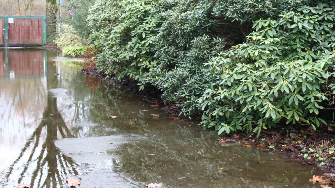 Alpenrosen (Rhododendron) sind besonders empfindlich gegen Staunässe. Foto: Heinrich Beltz