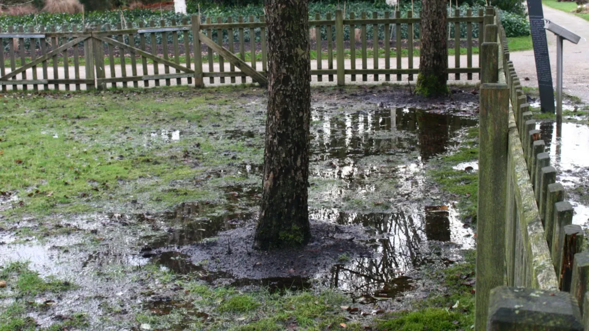 Hochstamm-Apfelbäume reagieren etwas toleranter auf Staunässe als Buschbäume. Foto: Heinrich Beltz