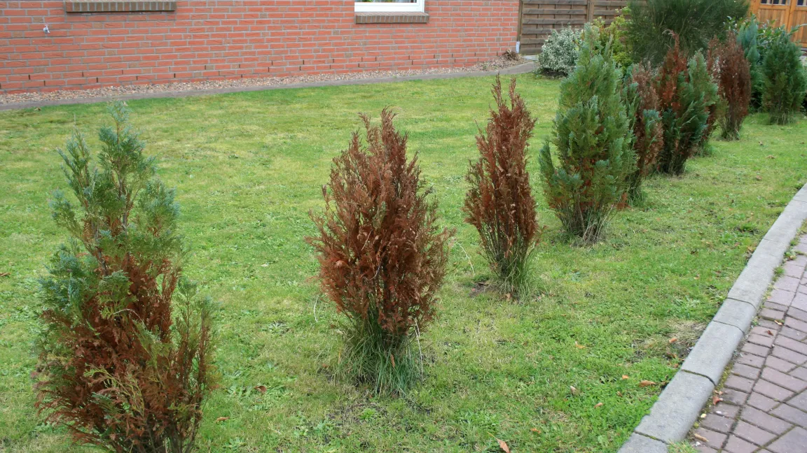Wurzelhalsfäule (Phytophthora cinnamomi) wird durch Staunässe gefördert und befällt besonders die für Hecken beliebten, blauen Scheinzypressen. Foto: Heinrich Beltz